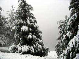 foto paesaggi invernali nevicate del 2003